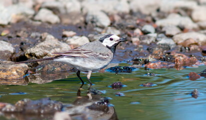 black headed gull