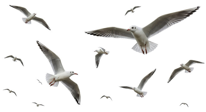 Isolated Flock of Seagulls Flying