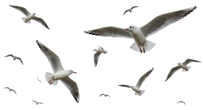 Isolated Flock of Seagulls Flying