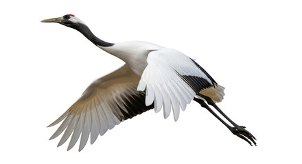 Isolated Red-Crowned Crane Flying