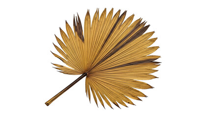 Dried palm leaf isolated on transparent background, showcasing its intricate texture and natural beauty, perfect for adding a touch of tropical elegance