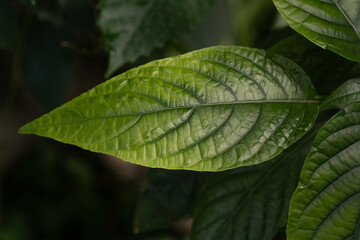 Leaf of hibiscus plant in sunlight – concept: garden growth and foliage detail