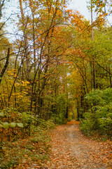 Obraz premium Autumn path through tranquil forest with colorful leaves and soft light