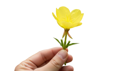 a hand offering a single yellow evening primrose natures gentle gift, isolated on transparent background