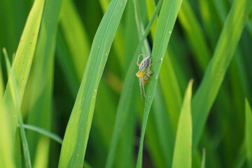 A Common Stretch Spider on a blade of grass