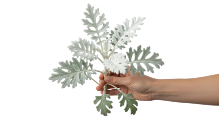 a hand offering dusty miller silver foliage, botanical elegance, natures whisper, isolated on transparent background