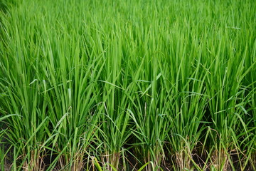 The developing rice plants in the paddy field