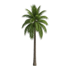3d tropical coconut palm tree lush green foliage rendered for summer vacation beach vibes transparent background