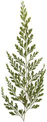Pressed green fern frond with transparent background