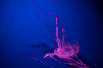 Pink Pacific Sea Nettles illuminated in vibrant light for artistic ocean and marine life concept