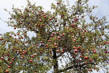 Apple orchard in Autumn