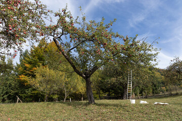 Apple orchard in Autumn