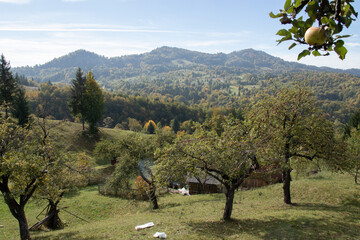 Apple orchard in Autumn