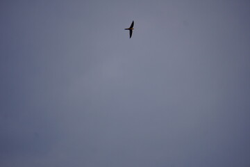 Obraz premium A swift bird is in flight in the clear sky