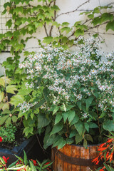 Aster divaricatus white flowers blooming in wooden planter for garden and landscaping decoration concept