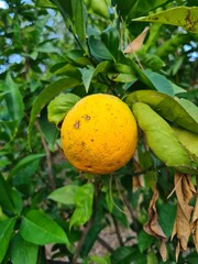 Evocative close-up image of oranges on their tree in Sicily