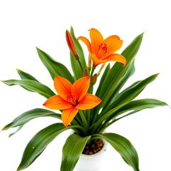 Fototapeta premium Vibrant orange lilies in full bloom, a perfect blend of color and freshness