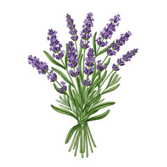 Obraz premium Watercolor illustration of a fresh lavender bouquet