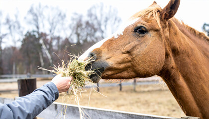 Naklejka premium Close-up of a horse's head eating grass from a human's hand