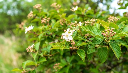 Close-up viburnum shrub with white flowers and green leaves in lush setting