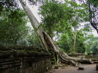 Angkor Wat: The Giant Trees of Ta Prohm 2003