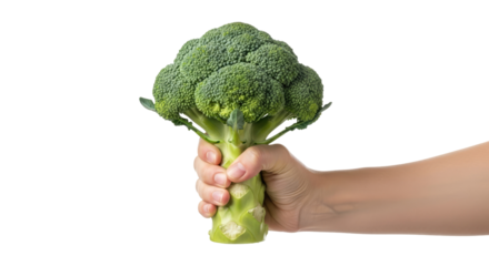 a handful of health fresh broccoli, vibrant green goodness, natures superfood, power in your palm, isolated on transparent background
