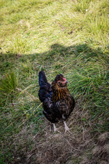 paesaggio estivo in montagna