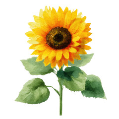 Fototapeta premium Watercolor vibrant sunflower head with green leaves isolated on black background.