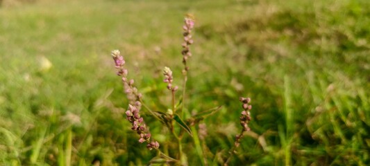green grass in the wind