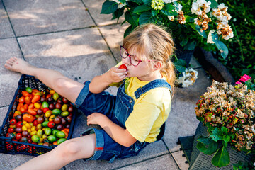 Little elementary school girl with eye glasses eating ripe fresh tomatoes from the garden. Happy child enjoying healthy organic snack outdoors in summer