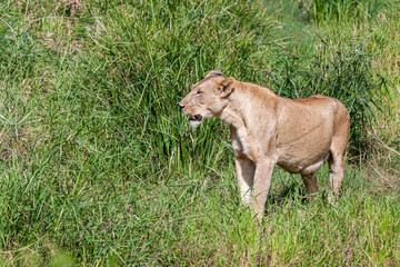 South Africa, Kruger National Park, Lion (Panthera leo), female