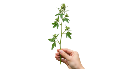 a tender hand offering a sprig of vibrant green plant symbolizing new life, growth, and hope for a brighter future, isolated on transparent background