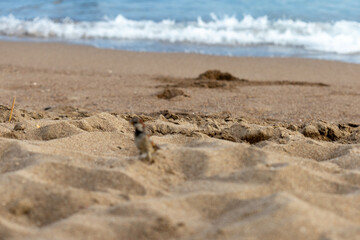 Sparrow on Sand Beach with Waves