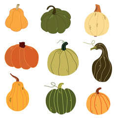 Set of  different colorful pumpkins. Flat illustration. Harvest, Thanksgiving day, autumn holidays concept. 