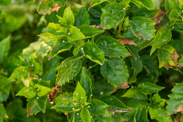 Close-Up of Green Leaves with Damage