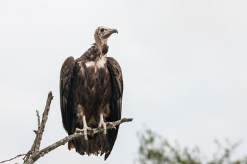 South Africa, Kruger National Park, Hooded Vulture (Necrosyrtes monachus)
