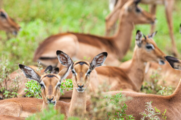 South Africa, Kruger National Park, Impala (Aepyceros malampus), female