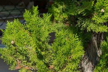 Arborvitae Bush Close-Up with Brown Trunk
