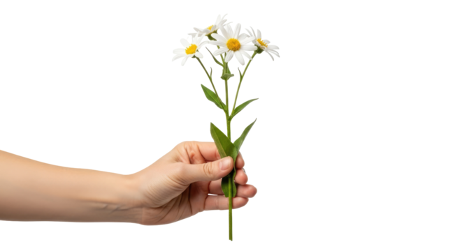 an offering of simple daisies a gentle gesture of hope and purity, isolated on transparent background