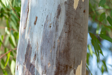 Eucalyptus Tree Trunk with Peeling Bark and Green Leaves