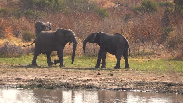 Two young elephants sparring in the Khaudum National Park in Namibia, Africa. 