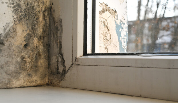 mold on window apartment. Toxic mold infestation takes hold around apartment windows - dark spore clusters. fungal network expands its territory across vulnerable building materials.