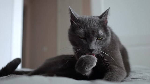 Adorable grey cat cleaning its paw on a blanket