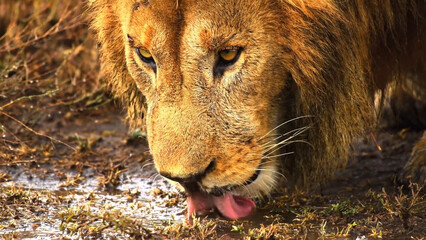 portrait of a lion drink wather