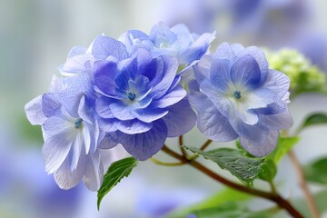 Obraz premium Stunning blue hydrangea blossoms adorned with shimmering water droplets