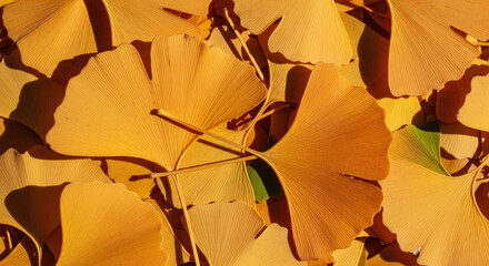 Close up of vibrant yellow ginkgo leaves
