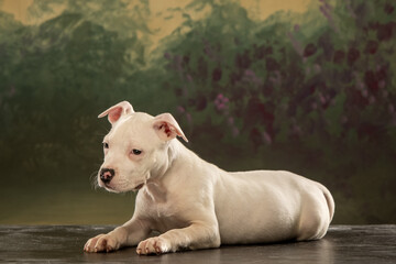 Obraz premium american staffordshire terrier puppy on abstract background