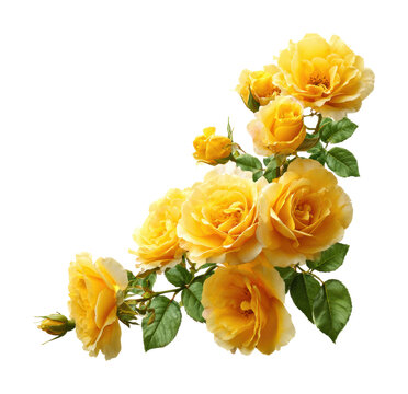 Roses Transparent Background Images – Browse 395,450 Stock Photos ...