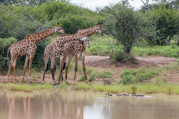 South Africa, Kruger National Park, Giraffe (Giraffa camelopardalis)