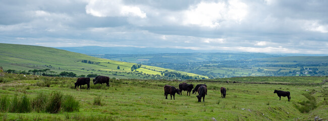 cows graze on the moor in national nature reserve dartmoor in the UK